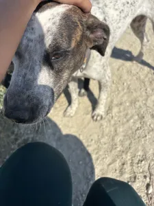Adopt Fido