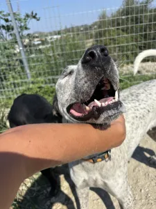 Adopt Fido
