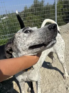 Adoptionsprofil für Fido
