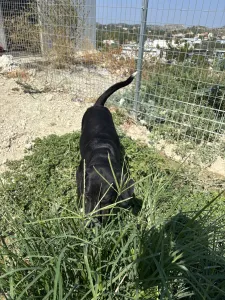 Adopt Fanis