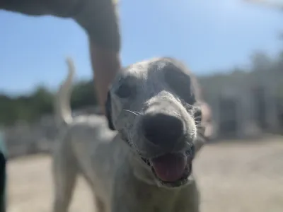 Adopt Fido