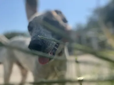 Adopt Fido