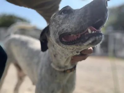 Adopt Fido