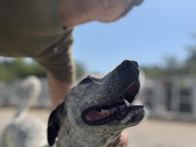 Adopt Fido