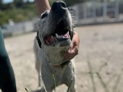 Adopt Fido