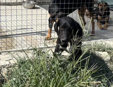 Adopt Fanis