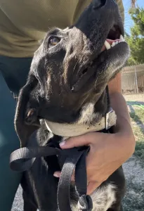 Adopt Fanis