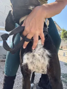 Adopt Fanis
