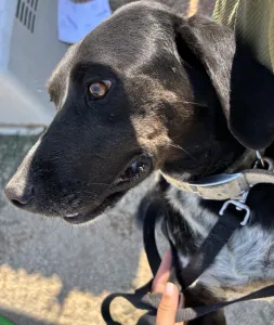 Adopt Fanis