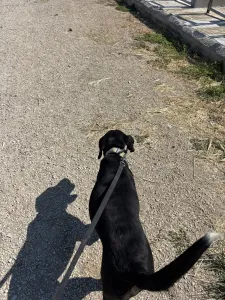 Adopt Fanis