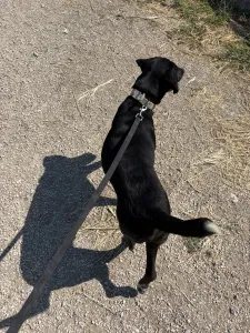 Adopt Fanis