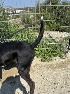 Adopt Fanis