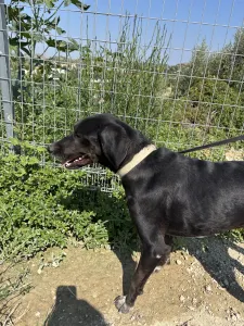 Adopt Fanis