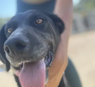 Adopt Fanis
