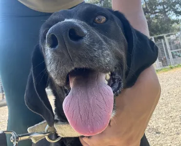 Adopt Fanis