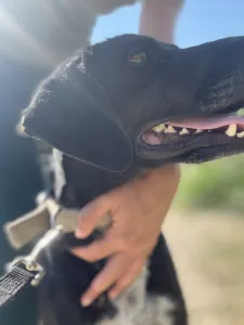 Adopt Fanis
