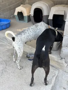 Adopt Fido