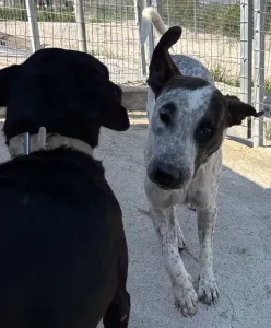 Adopt Fido