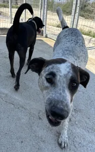 Adopt Fido