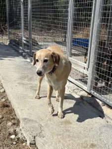 Adoptionsprofil für Alkis