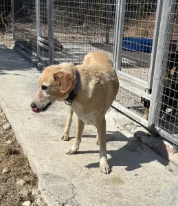 Adoptie hond Alkis