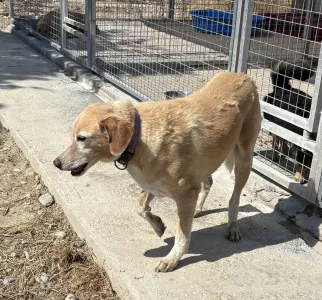 Adoptie hond Alkis