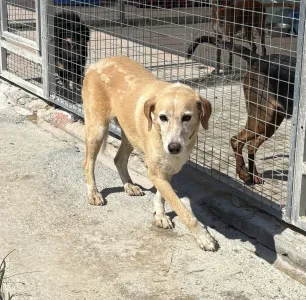Adoptie hond Alkis