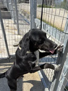 Adopt Fanis