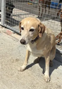 Adoptie hond Alkis