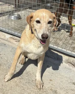 Adoptie hond Alkis