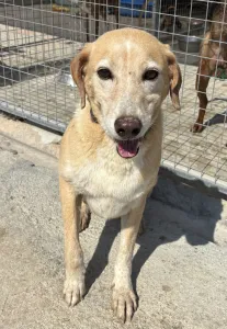 Adoptie hond Alkis