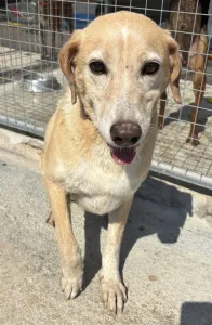 Adoptie hond Alkis
