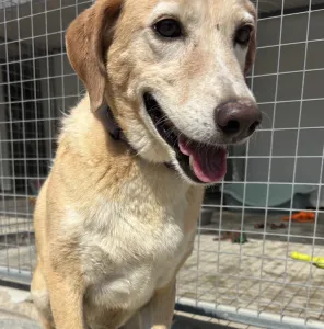 Adoptie hond Alkis