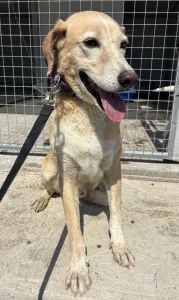 Adoptie hond Alkis