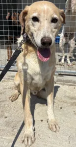 Adoptie hond Alkis