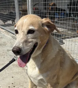 Adoptie hond Alkis