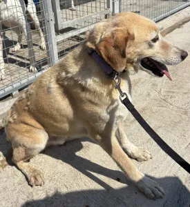Adoptie hond Alkis
