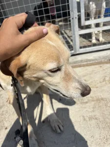 Adoptie hond Alkis
