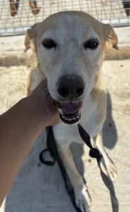 Adoptie hond Alkis