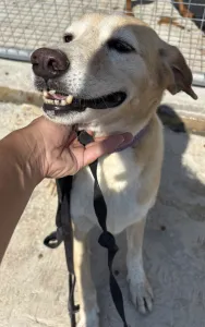 Adoptie hond Alkis