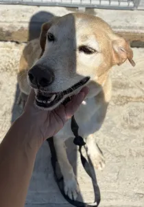 Adoptie hond Alkis
