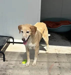 Adoptie hond Alkis