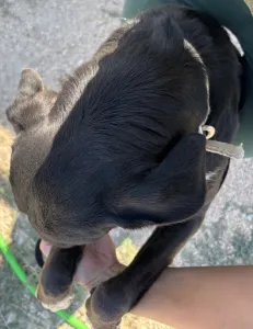 Adopt Fanis
