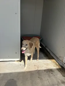 Adoptie hond Alkis