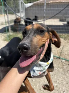Adoptie hond Hunter dogs