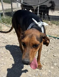 Adoptie hond Hunter dogs