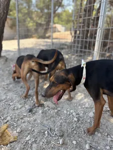 Adoptie hond Hunter dogs