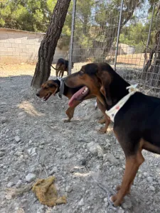 Adoptie hond Hunter dogs