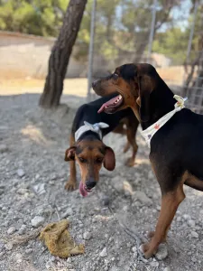 Adoptie hond Hunter dogs