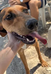 Adoptie hond Hunter dogs